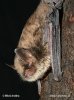 Myotis alcathoe