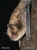 Myotis alcathoe