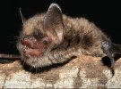 Myotis alcathoe