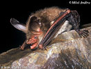 Myotis bechsteinii