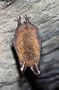 Myotis bechsteinii