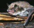 Myotis brandtii