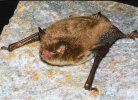 Myotis daubentonii