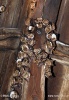 Myotis myotis