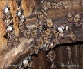 Myotis myotis