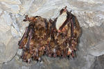 Myotis myotis