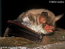 Myotis nattereri