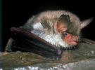 Myotis nattereri