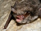 Myotis nattereri