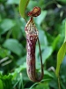 Narrow-Leaved Pitcher-Plant
