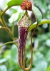 Narrow-Leaved Pitcher-Plant