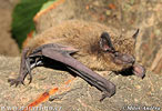 Nathusius' Pipistrelle