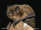 Nathusius´ Pipistrelle