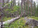 National Park Björnlandet