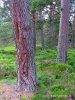 National Park Cairngorms