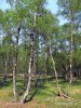 National Park De Maasduinen