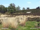 National Park De Maasduinen