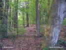 National Park Drents-Friese Wold