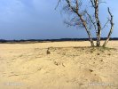 National Park Hoge Veluwe