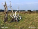 National Park Hoge Veluwe