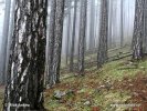 National park Pindos/Valia Calda