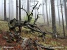 National park Pindos/Valia Calda