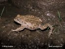 Natterjack Toad