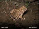 Natterjack Toad