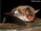 Natter's Bat