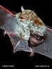 Natter's Bat - female with young