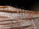 Natter's Bat - stiffs on tail membrane