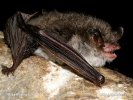 Natter's Bat