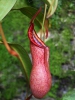 Nepenthes petiolata