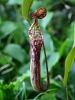 Nepenthes stenophylla