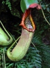 Nepenthes truncata