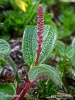 Net-leaved Willow