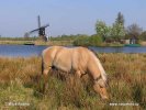 Netherland