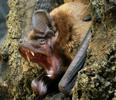 Noctule