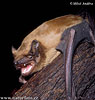 Noctule