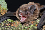 Noctule de Leisler