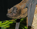 Noctule de Leisler