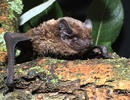 Noctule de Leisler