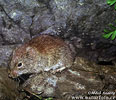 Noordelijke rosse woelmuis