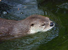 North American river otter