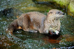 North American river otter