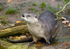 North American river otter