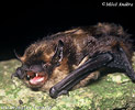 Northern Bat