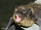 Northern Bat