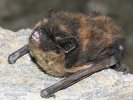 Northern Bat