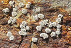 Northern rock barnacle, Acorn barnacle